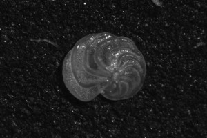 Cibicidoides wuellerstorfi