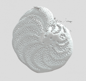  Cibicidoides wuellerstorfi Stl Model