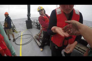 Release the crustacean!