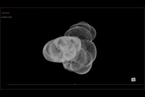 Foram MicroCT Test Animation w/ Cut Through